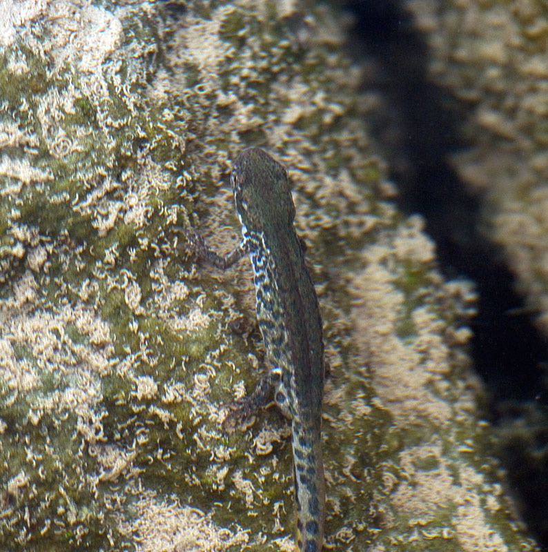 I Miei primi tritoni...! Lissotriton italicus